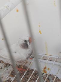 Diamantini guancia nera