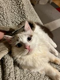 Gatto Simil di razza