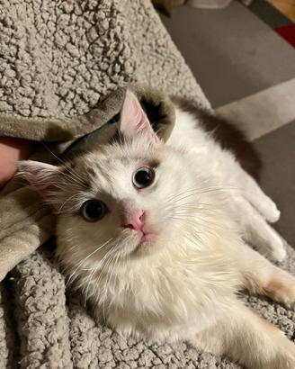 Gatto Simil di razza