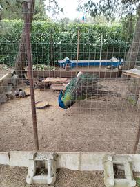 Disponibile stupendo pavone maschio adulto