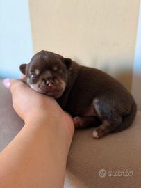 Cucciola di chihuahua cioccolato tricolor