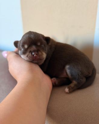 Cucciola di chihuahua cioccolato tricolor