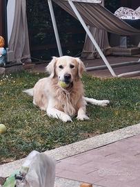 Cuccioli di Golden Retriever