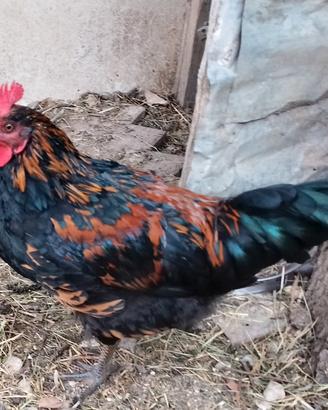 Galli di varie razze,anche razza araucana