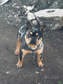 Bulldog francese