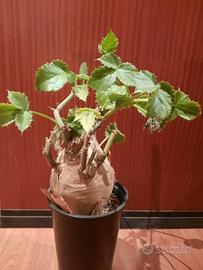 Cyphostemma uter, Caudex, Succulenta