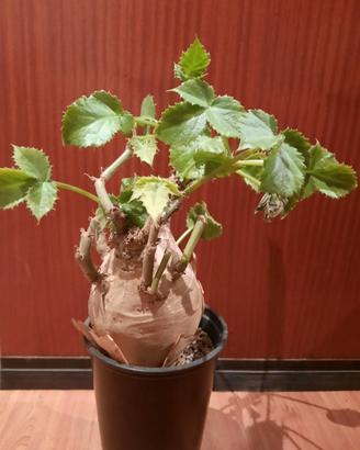 Cyphostemma uter, Caudex, Succulenta