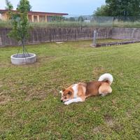 Akita americano per monta