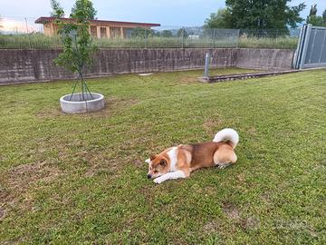 Akita americano per monta