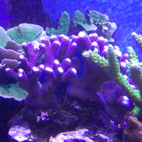 Coralli sps lps ricordea