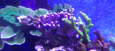 Coralli sps lps ricordea