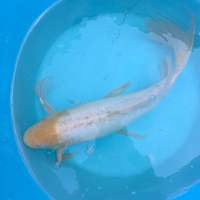 Carpa koi