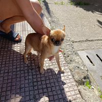 Chihuahua Compagna