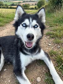 Siberian Husky