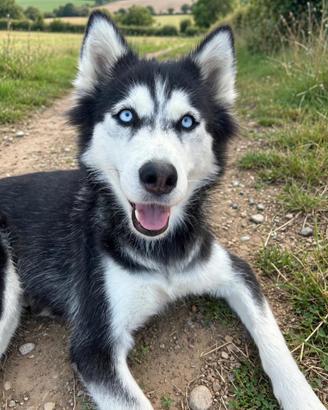 Siberian Husky