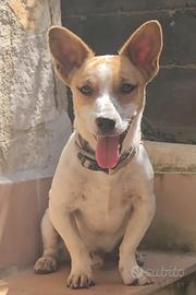 Jack russel maschio di quasi 2 anni