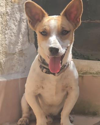Jack russel maschio di quasi 2 anni