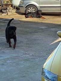 Cuccioli rottweiller
