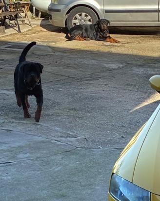 Cuccioli rottweiller