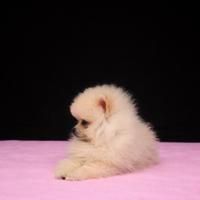 Cucciola di pomerania femmina
