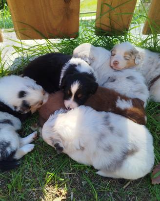 Cucciolo pastore australiano