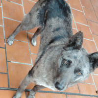 Cagnolina taglia media