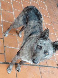 Cagnolina taglia media