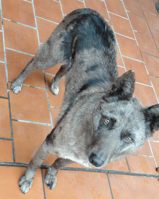 Cagnolina taglia media