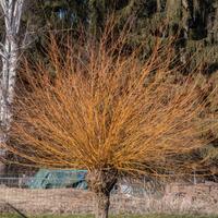 Pianta salice da ceste, Salix h 50 70 cm vaso 17