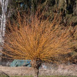 Pianta salice da ceste, Salix h 50 70 cm vaso 17