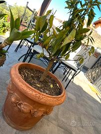 Vaso terracotta BENOCCI TOSCANA