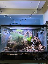 Terrario bioattivo con Dendrobates azureus