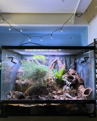 Terrario bioattivo con Dendrobates azureus