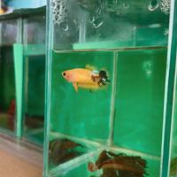 Betta