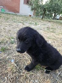Cuccioli meticci