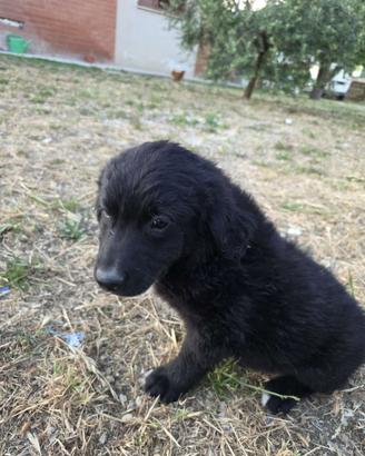 Cuccioli meticci