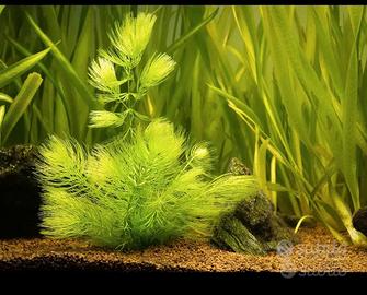 Lotto Piante acquario o laghetto (depuratrici)