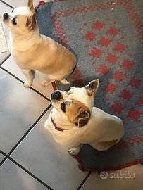 Cane chihuahua per accoppiamento