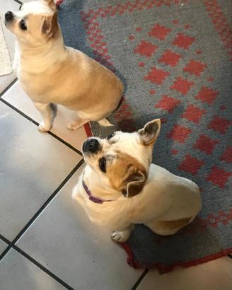 Cane chihuahua per accoppiamento
