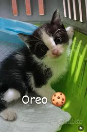 Oreo 2 mesi