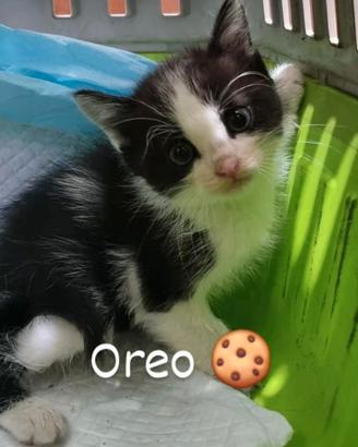 Oreo 2 mesi