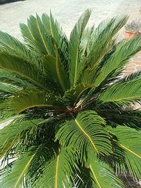 Cycas