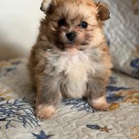 Spitz pomerania