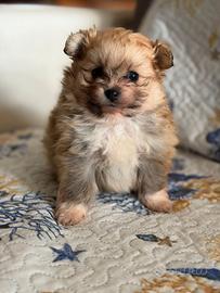 Spitz pomerania