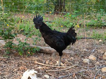 Gallo cemani