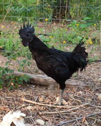 Gallo cemani