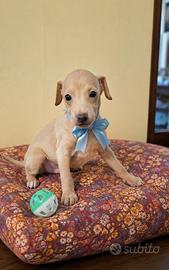 Cuccioli piccolo levriero italiano