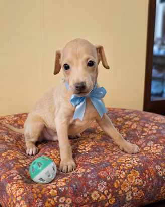 Cuccioli piccolo levriero italiano