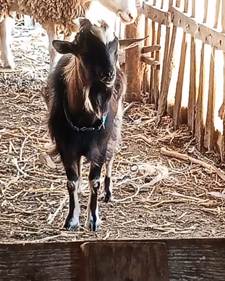 capretto nano
