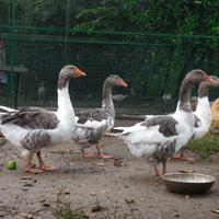 Ochette di pura razza Pezzata Veneta